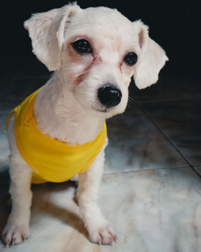 I Had Always Wanted A Poodle, Decided To Adopt A Good Girl 3 Days Ago