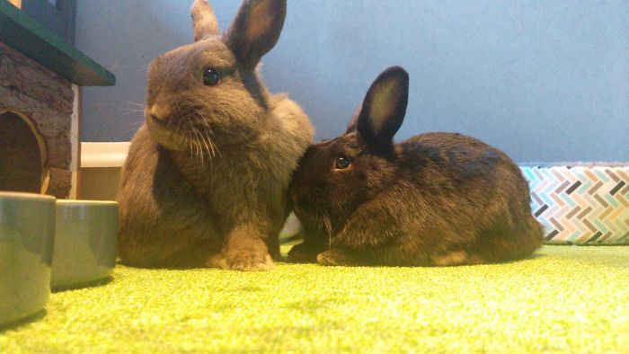 Adopted These Two Little Bundles Of Joy Yesterday And I Love Them So Much Already, They're The Cutest Things I've Ever Seen