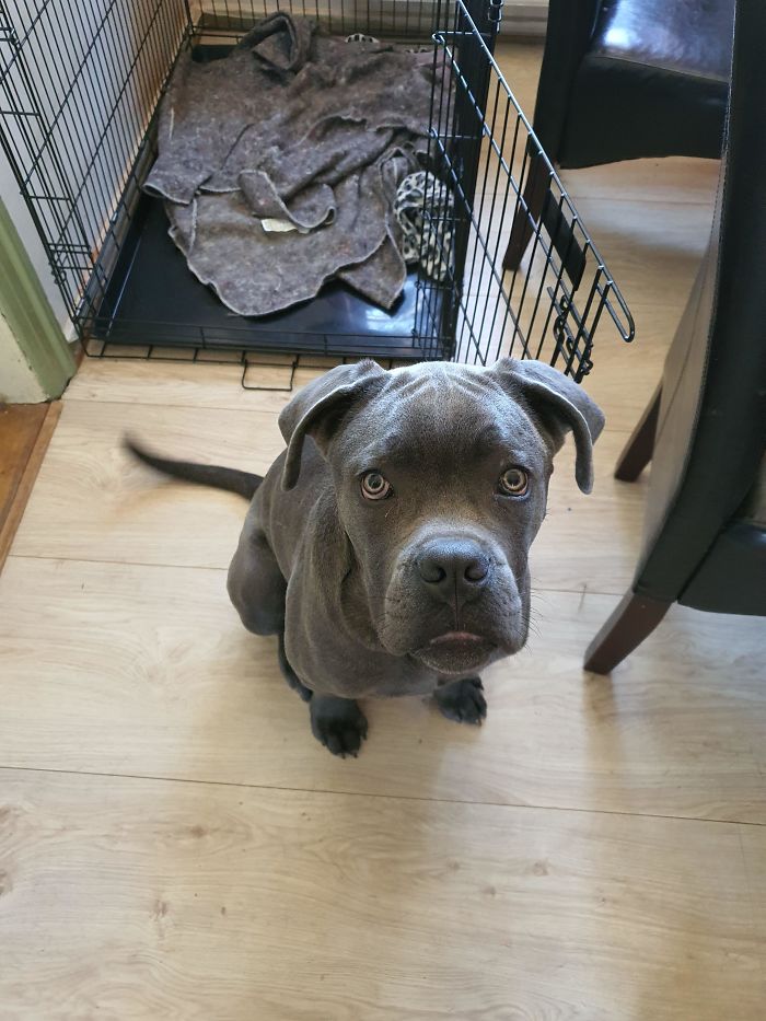 Adopted This Handsome Boy Today. Only 6 Months Old, He Is Gonna Be A Big Doggo