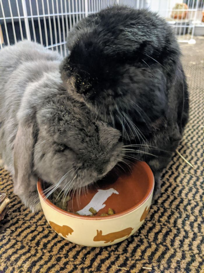 Two Weeks Today Since We Adopted Diego And Blue