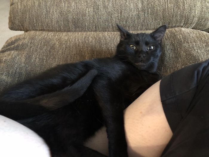 Just Adopted! I Set Out To Get A Lap Cat And Boy Did I Get One. Luna Is The Clingiest Cat I've Ever Met