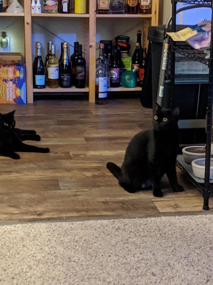 I Adopted These Two A Few Days Ago. First Time Having Two Black Cats