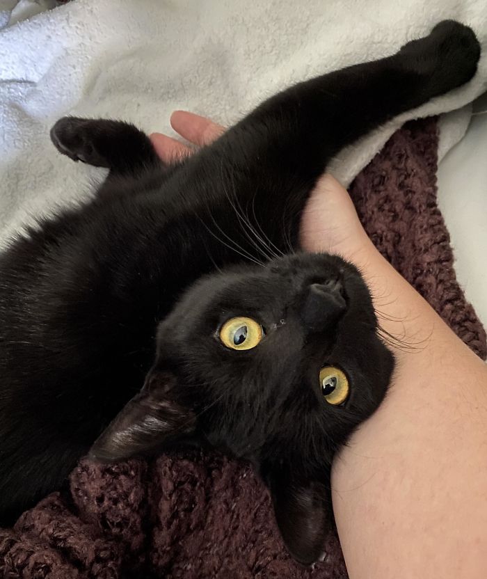 I Adopted My Little Stargirl, Bowie, Two Days Ago. She’s Adjusting Well