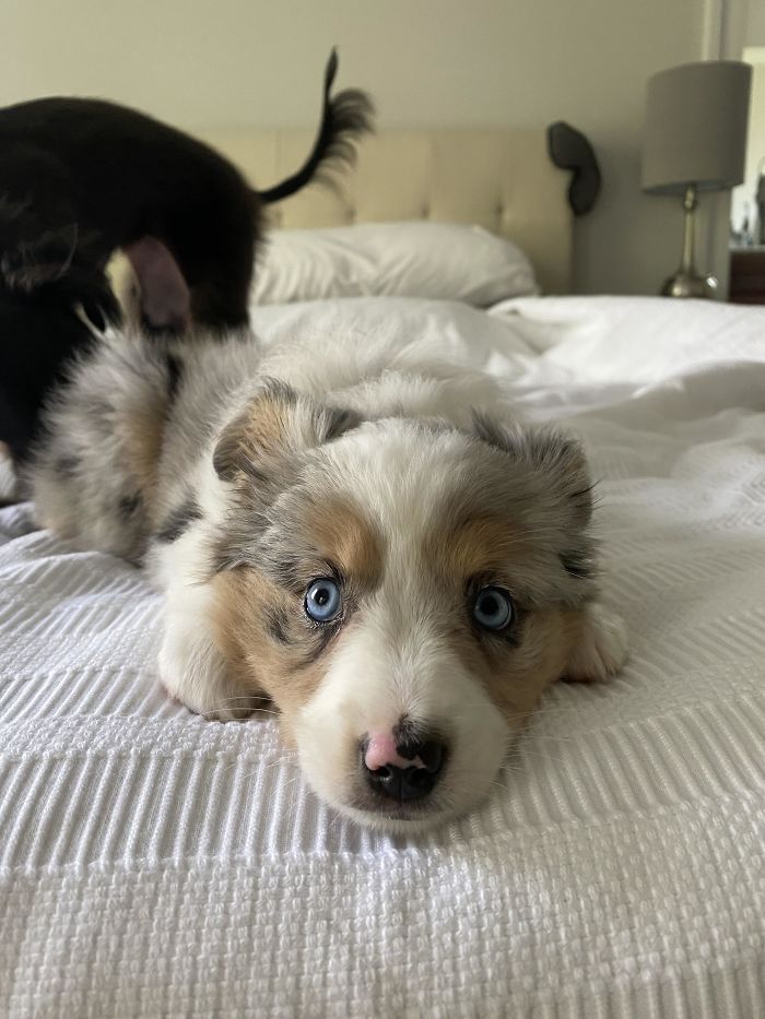 Quarantine Silver Lining: Time To Adopt This Pupper