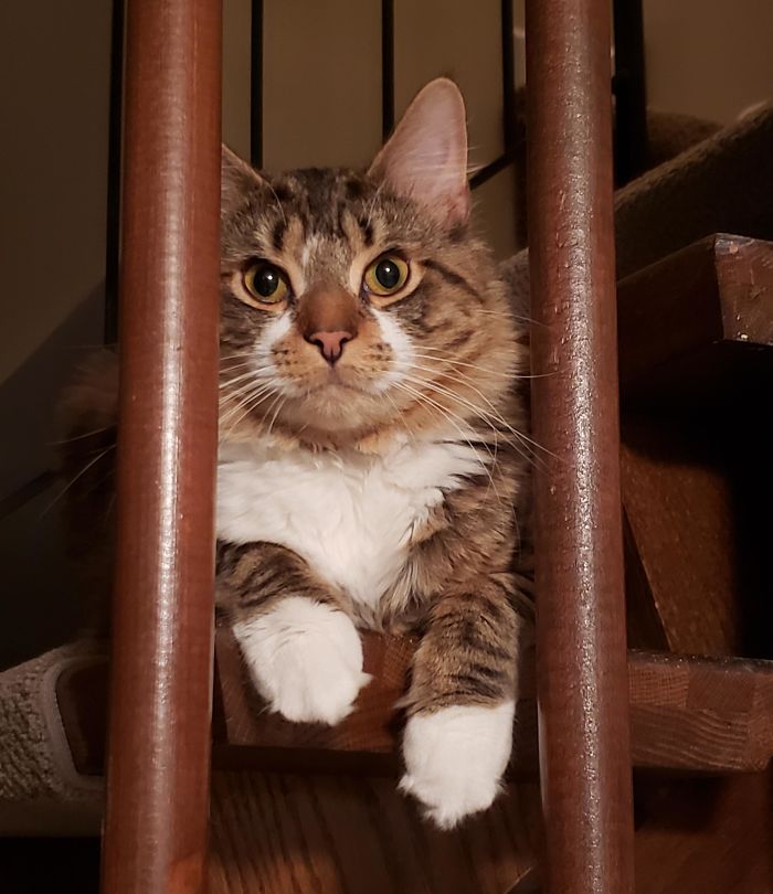 Adopted This Guy Three Weeks Ago. He Spent The First Two Hiding Under A Chair And Now Sleeps With Me Every Night