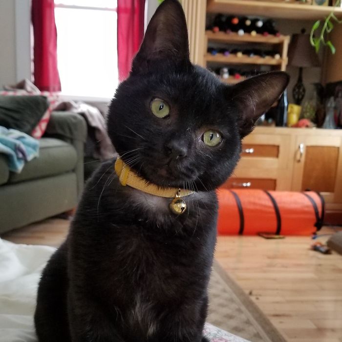Our Baby Void, Diesel. We Adopted Him Two Weeks Ago And We're Madly In Love