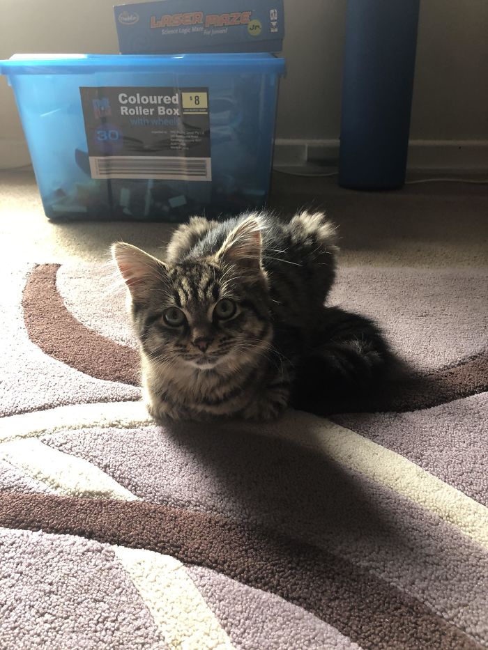 Just Adopted Her Today. She's Only 4 Months Old And She's Trying To Loaf