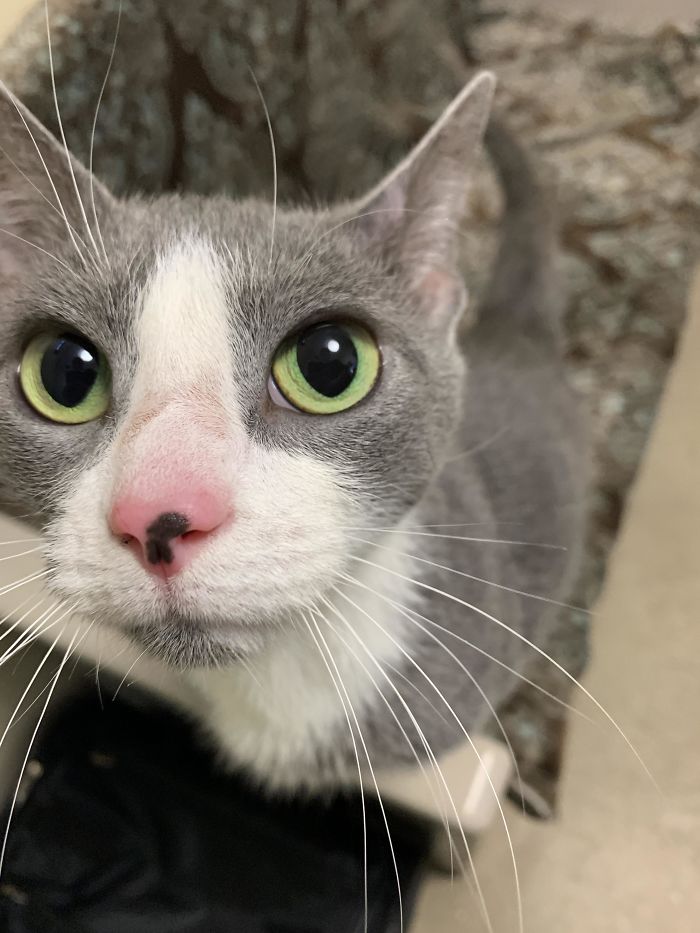 Just Adopted This Sweet Girl Today. What Better Eye Bleach Than These Beautiful Eyes?