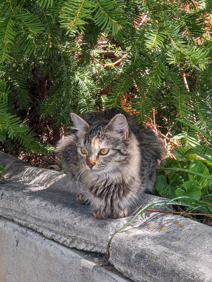 This Stray Adopted Us A Few Days Ago