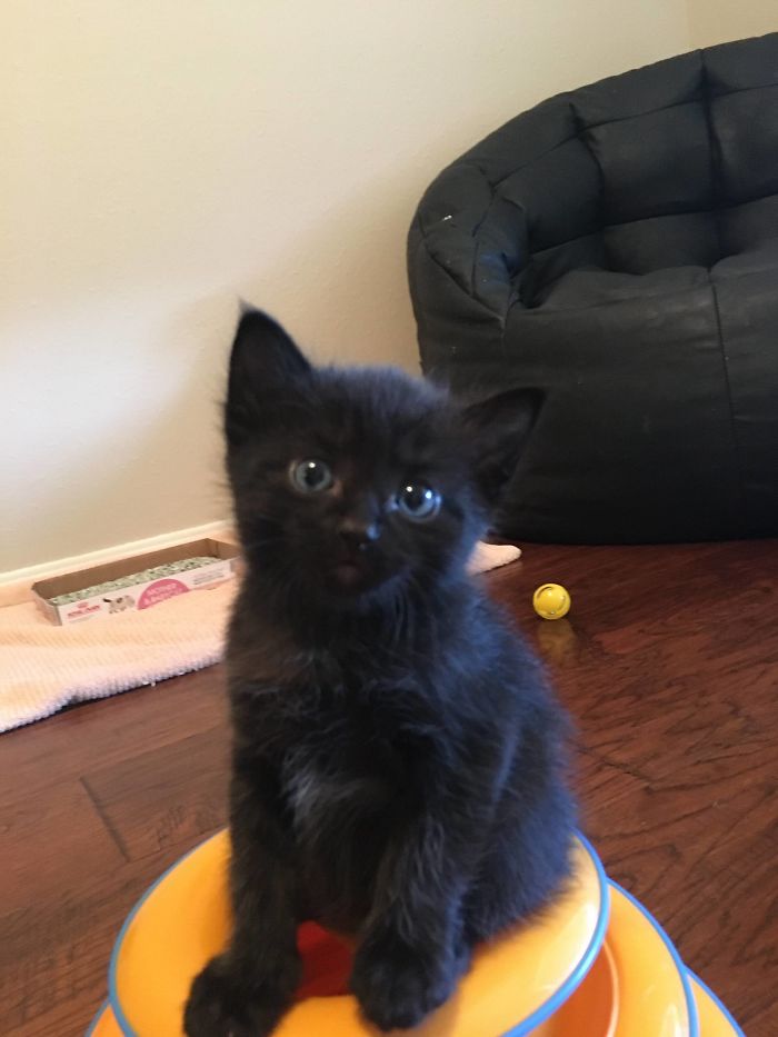 My Girlfriend And I Just Adopted Our First Kitten. We Can’t Pick Him Up For Another 2 And A Half Weeks But We’re So Excited. Meet Jako