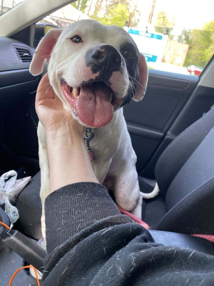 Just Adopted This Precious Little Hippo. Here She Is On Her Freedom Ride Home. Still Trying To Think Of A Name