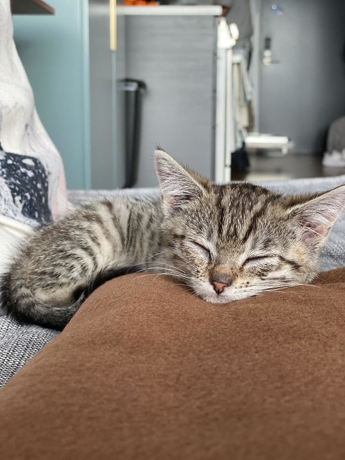 We Adopted This Tiny Girl Yesterday And I Think She's Settling In Just Fine