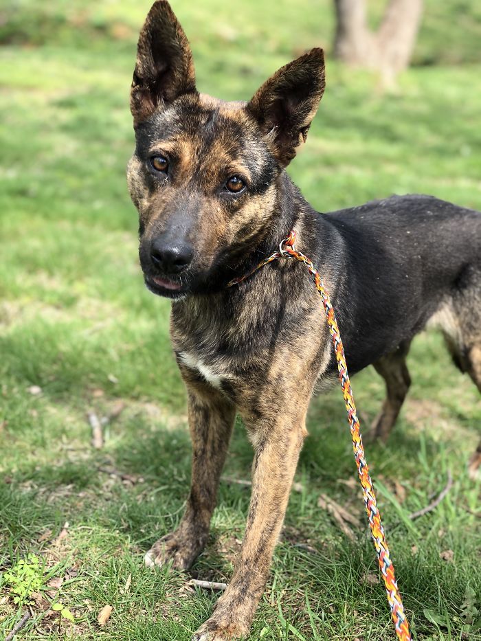 About To Finally Adopt My Foster Dog, Saké