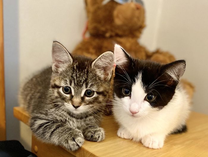 Freshly Adopted Today! Safari & Summit, Just 8-Weeks-Old