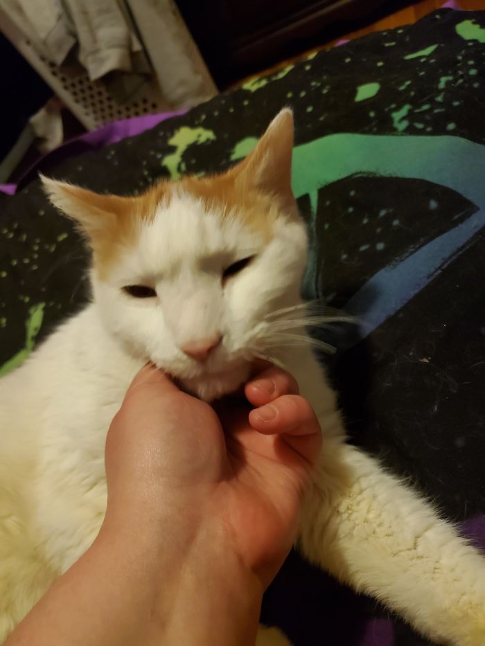 Roomie And I Adopted This Senior Boy After Learning He'd Been At A Local Pet Store Over A Month After A Stressful Shelter Stay