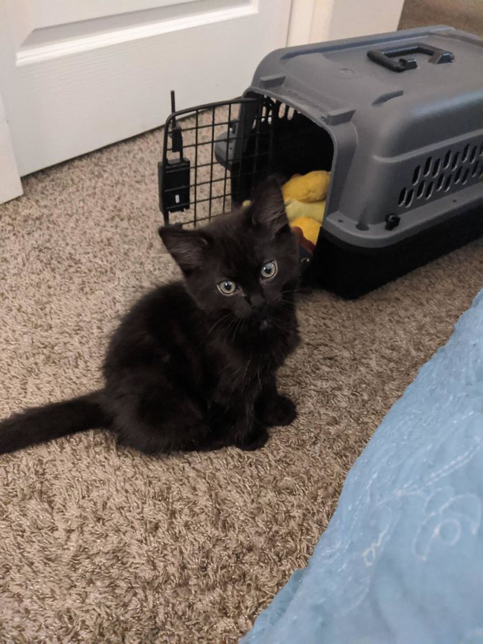 I Too Recently Adopted A Baby Black Cat, We Call Him Bandit