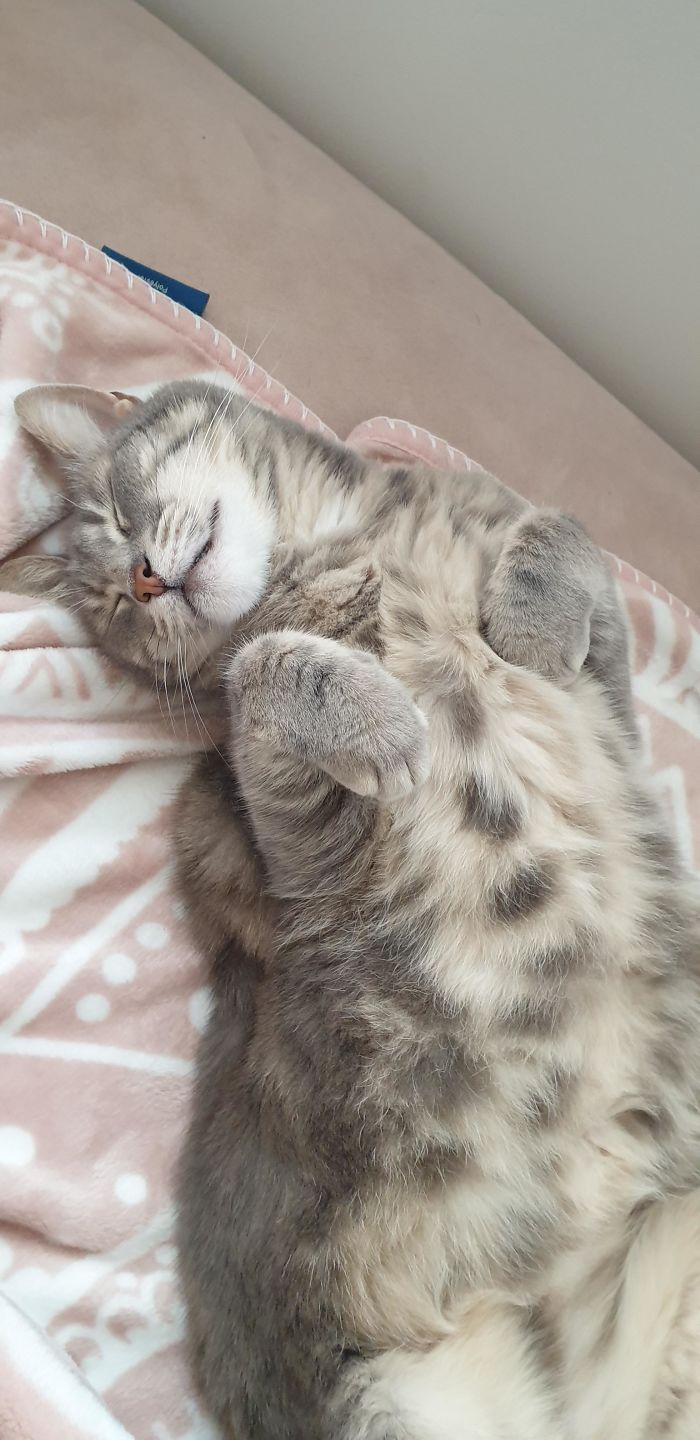 Our Recently Adopted 8-Year-Old Kitty In Full Curl Mode