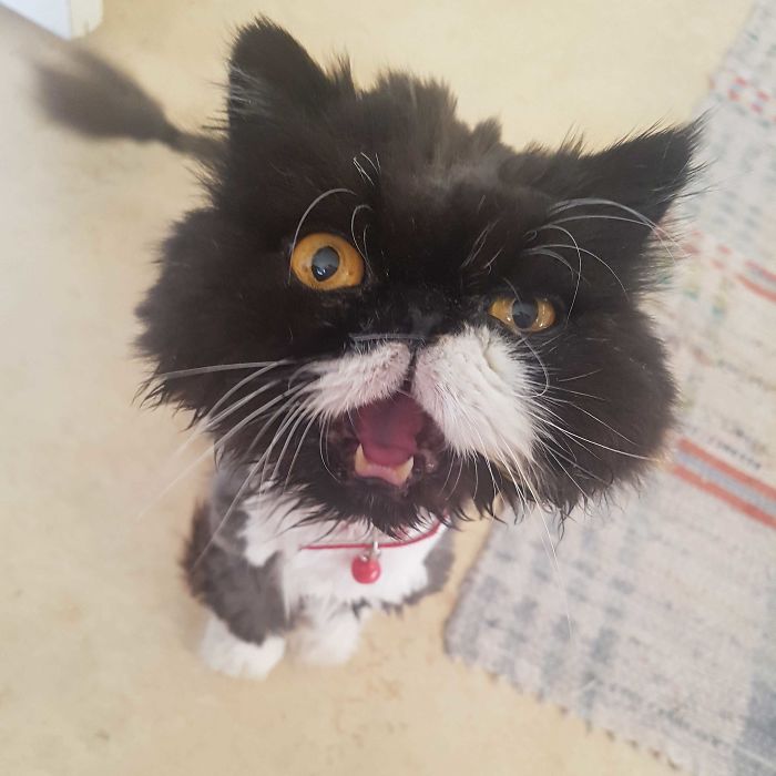 Our New Rescue Kitty. We Call Him Sinbad