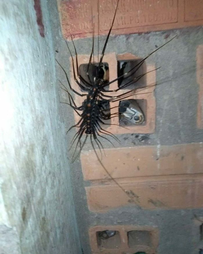 Looks Like A Centipede, But Very Strange