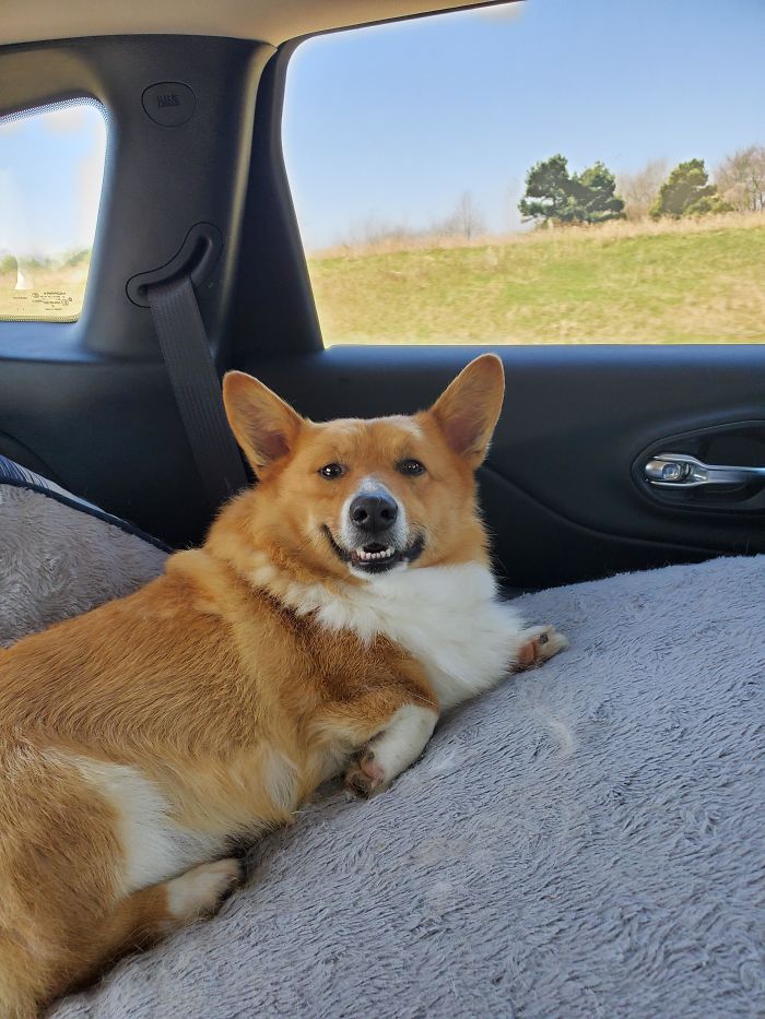 It Finally Happened. I Rescued This Beautiful 2-Year-Old Boy Today! Everyone Meet Mr. Teriyaki