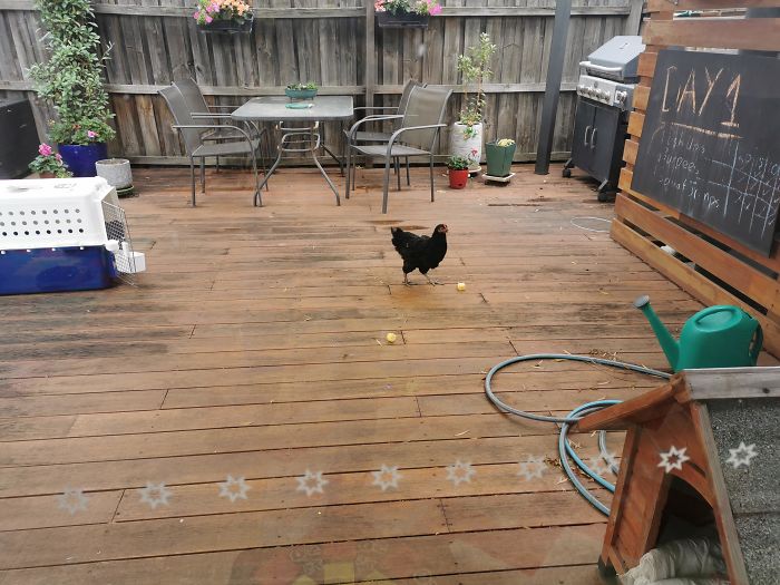 We Rescued Our Neighbour's Chicken. Our Neighbour Was Let Go In The Recent Weeks And Disappeared To The Country Leaving Her Behind