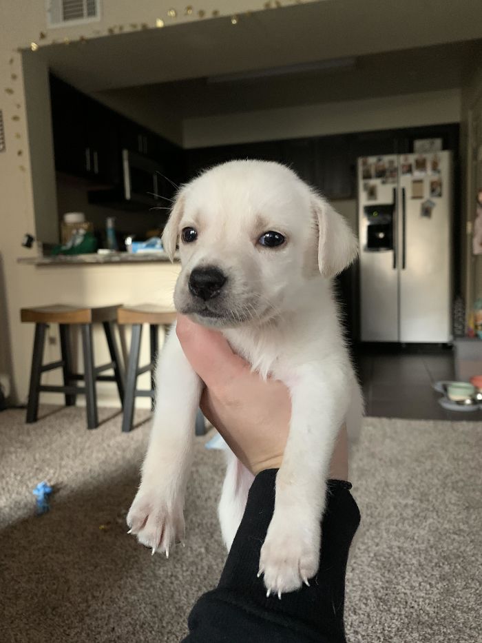 He’s 5-Weeks-Old And Rescued From Having To Go To The Pound. He Farts A Lot And Is Getting The Hang Of A Potty Pad