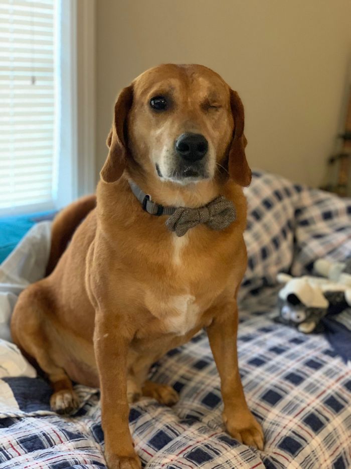 Everyone, Meet Popeye, The One Eyed Rescue Pup