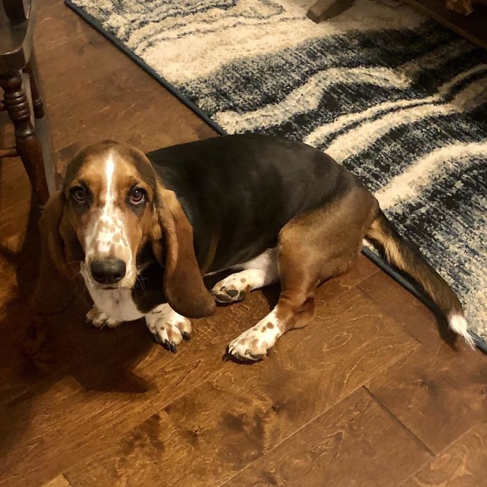 Adopted Our First Puppy Yesterday. Everyone Meet Winnie