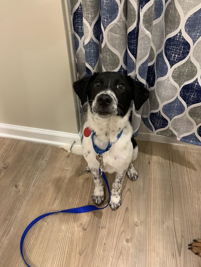 Adopted Jackson Last Friday. 5-Month-Old Mystery Mix. This Was Just Before His First Bath At Home