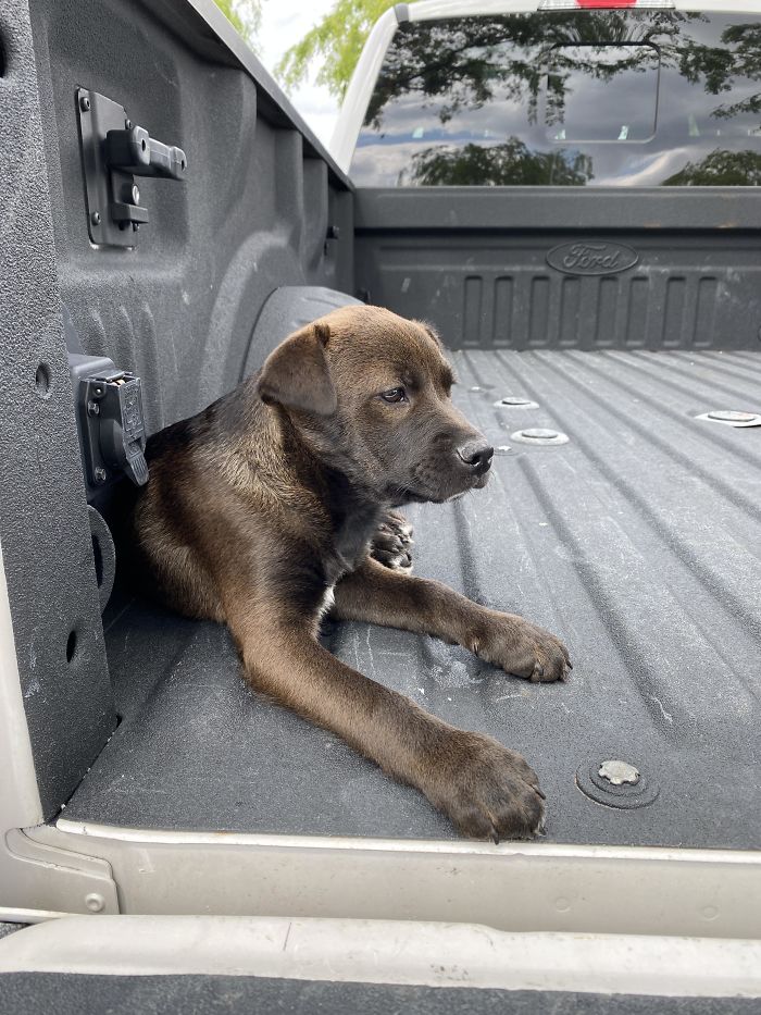 Meet Kennedy. Rescued Him Today And Welcoming Him To The Pack