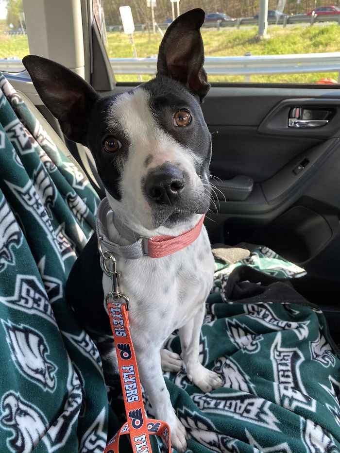 We Just Adopted This Sweet Girl Two Days Ago. My Heart Has Never Been So Happy. Meet Lou