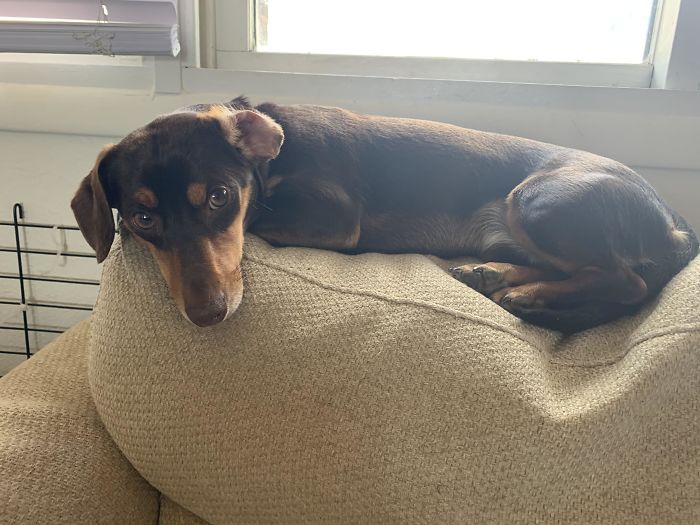 I Found Him Running On A Road. Got His Chip Scanned And The Vet Called The Owner On File. They Didn’t Care About Him, He Was Dumped. So Meet My Little Buddy, Wilson