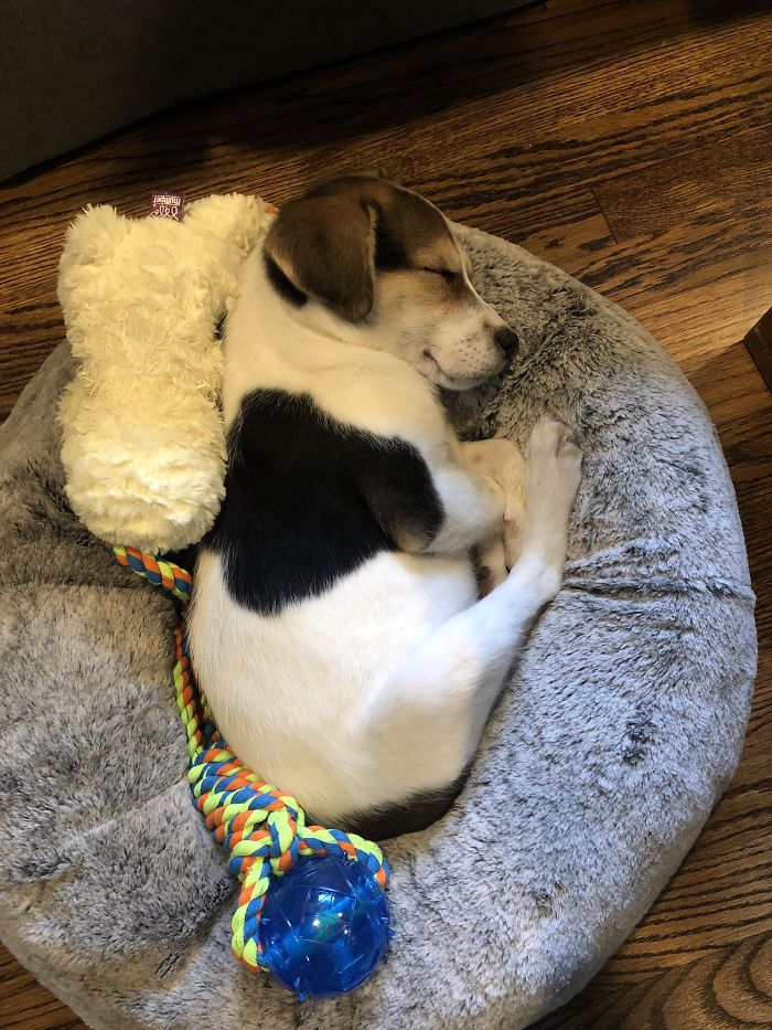 This Is Olive, Our 12-Week-Old Burrito