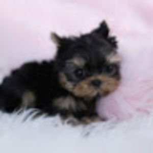 kc-08mm-dolphinsrps1553 avatar