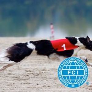 borzoi3 avatar