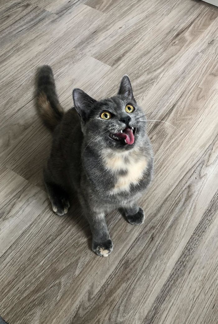 This Is Little Arietty, Patiently Waiting For Me To Throw Her Toy. I Am Starting To Suspect That We May Have Adopted A Doggo