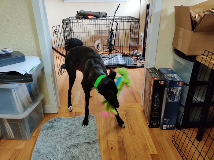 Adopted Nameless Today - Still Learning Her Personality