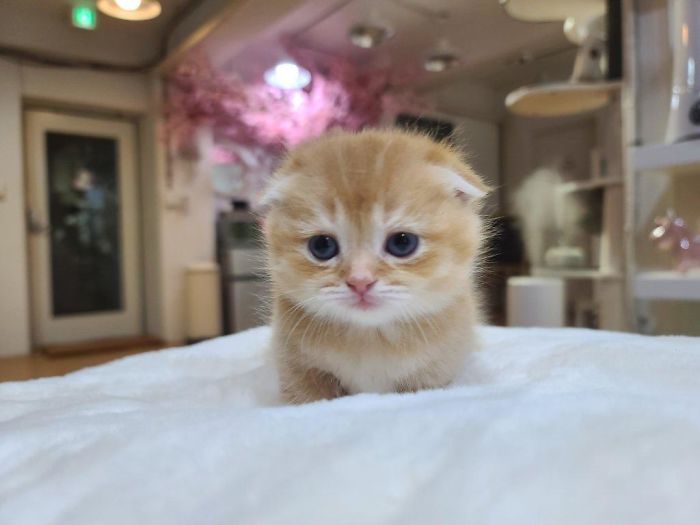 I Recently Adopted A Kitten From A Litter Of 5. She Was The Only One Who Was Ginger-Colored. Say Hi To Penelope