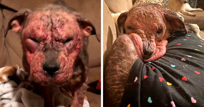 “She Stunk, She Couldn’t See, And She Bled All Over The Couch”: Kind People Save A Dying Dog And Her Transformation Is Incredible