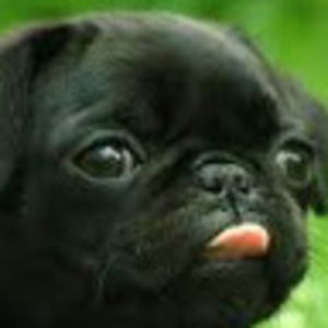 gabriellallier avatar