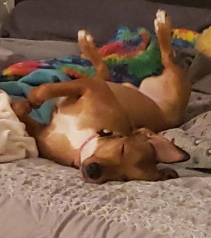 My Dog Ran Around The House 20 Times At Top Speed... Then Jumped Into My Bed And Fell Asleep Like This Within 30 Seconds