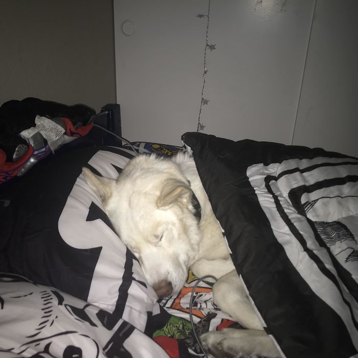 Got Up At 1am For Water And He Steals My Spot, Pillow And All