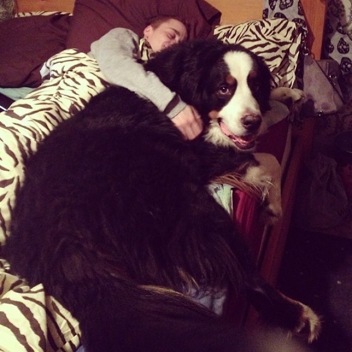 I Think My Dog Is Bigger Than My Boyfriend
