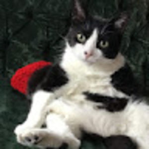 ceciledesjardins avatar