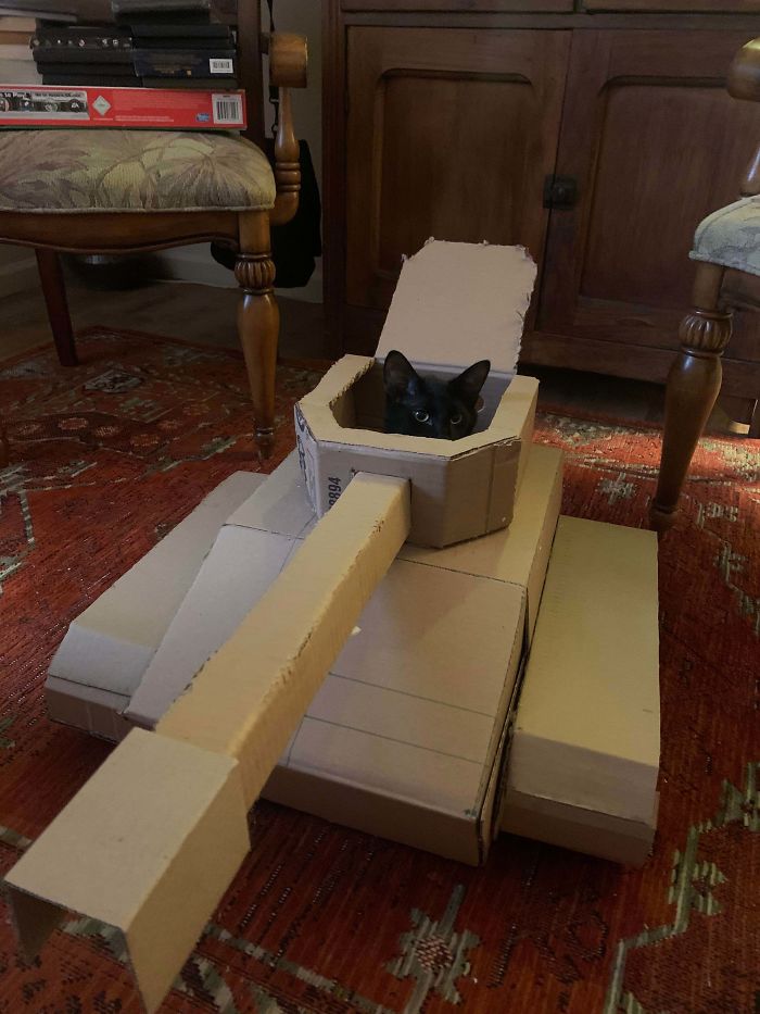 Quarantined-Owners-Build-Cardboard-Cat-Tanks