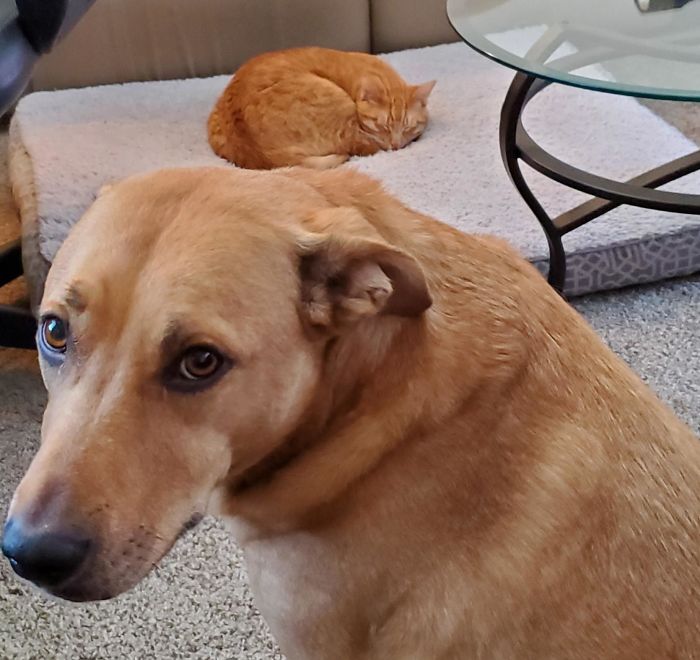 "Mom, He Stole My Bed"