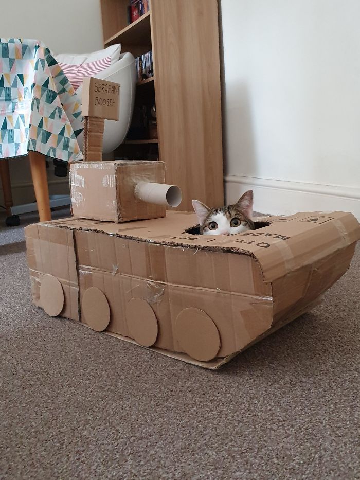 Quarantined-Owners-Build-Cardboard-Cat-Tanks