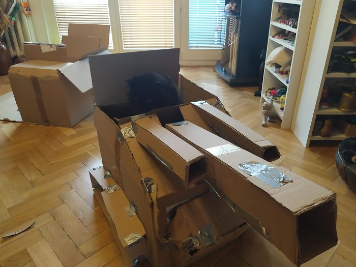 Quarantined-Owners-Build-Cardboard-Cat-Tanks