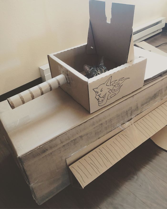 Quarantined-Owners-Build-Cardboard-Cat-Tanks