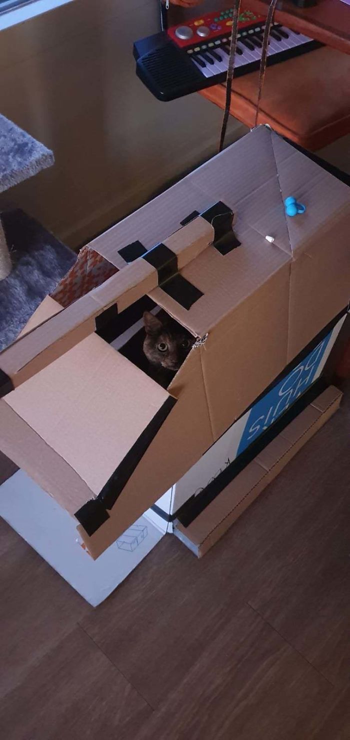 Quarantined-Owners-Build-Cardboard-Cat-Tanks
